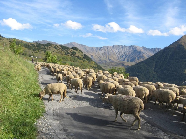 Location de vacances - Appartement à Saint-Jean-d'Arves - Transhumance