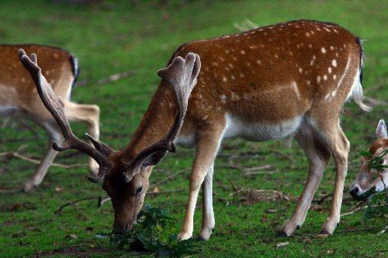 Location de vacances - Gîte à Saint-Quay-Perros