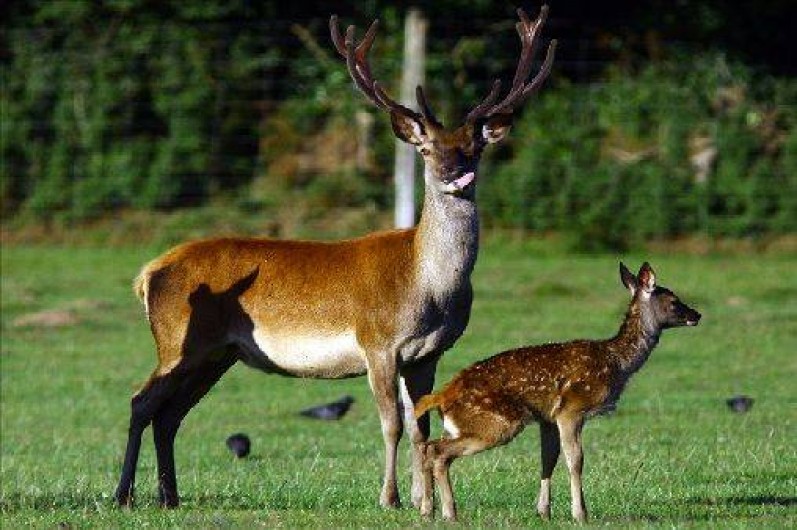 Location de vacances - Gîte à Saint-Quay-Perros