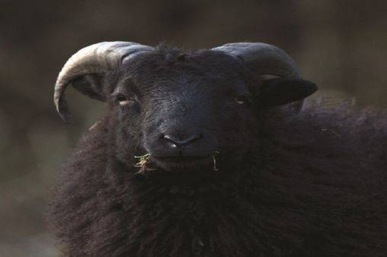 Location de vacances - Gîte à Saint-Quay-Perros