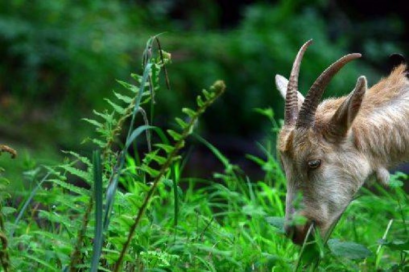 Location de vacances - Gîte à Saint-Quay-Perros