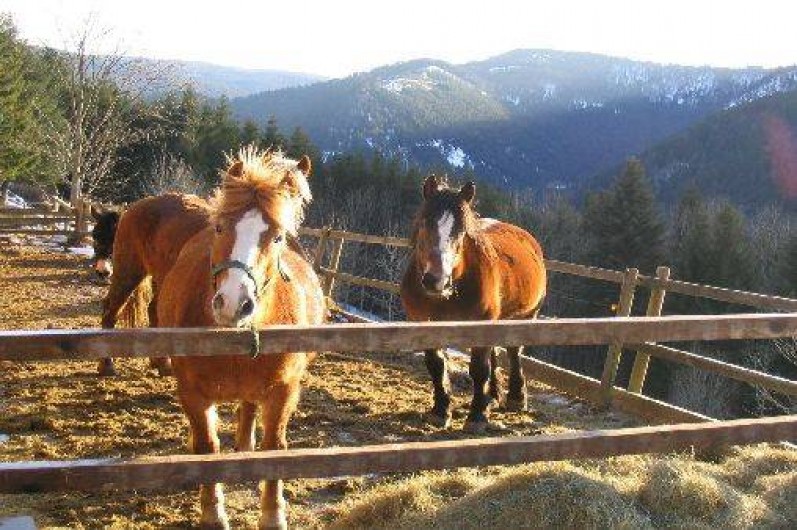Location de vacances - Appartement à Plainfaing