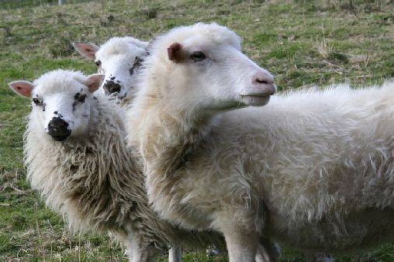 Location de vacances - Appartement à Plainfaing