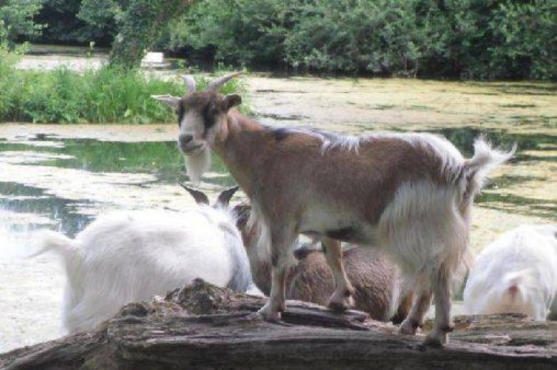 Location de vacances - Chalet à Saint-Christ-Briost