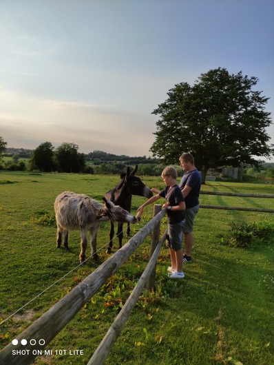 Location de vacances - Gîte à Anor - Vanille et Troubadour : les ânes du gite