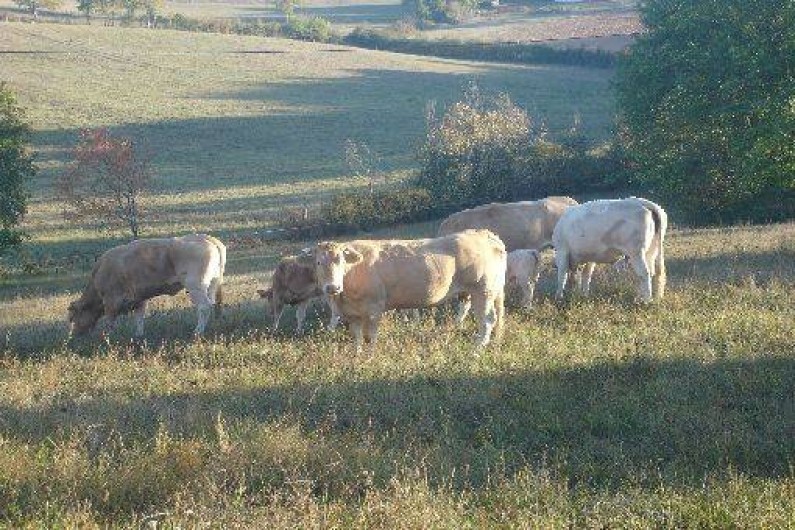 Location de vacances - Gîte à Catus