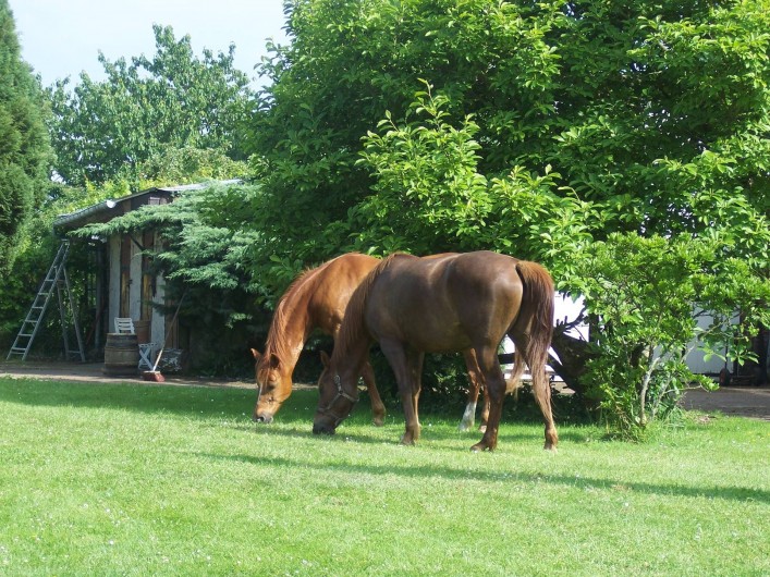 Location de vacances - Chambre d'hôtes à Le Plessis-Grohan - ACCUEIL EQUESTRE