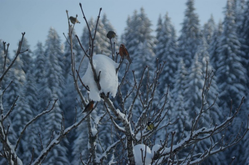 Location de vacances - Cabane dans les arbres à Bellecombe - De très beaux et divers  oiseaux.