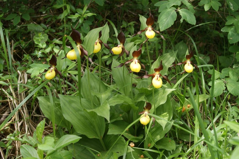 Location de vacances - Cabane dans les arbres à Bellecombe - secteur avec une flore très riche