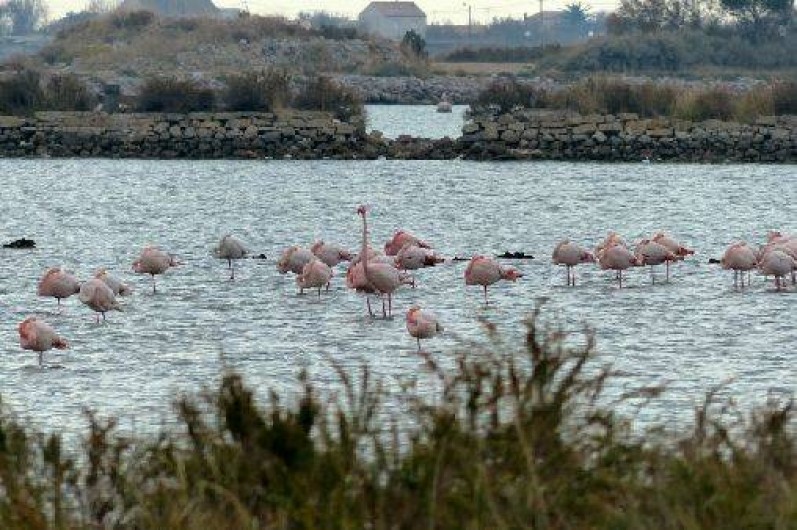 Location de vacances - Villa à Frontignan