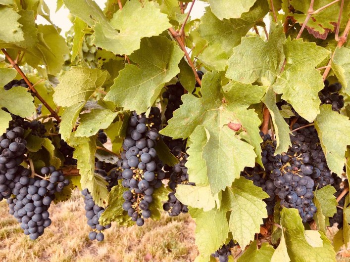 Location de vacances - Gîte à Saint-Pourçain-sur-Sioule
