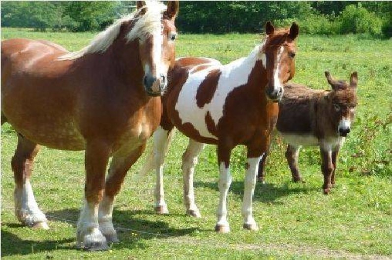 Location de vacances - Gîte à Bellengreville