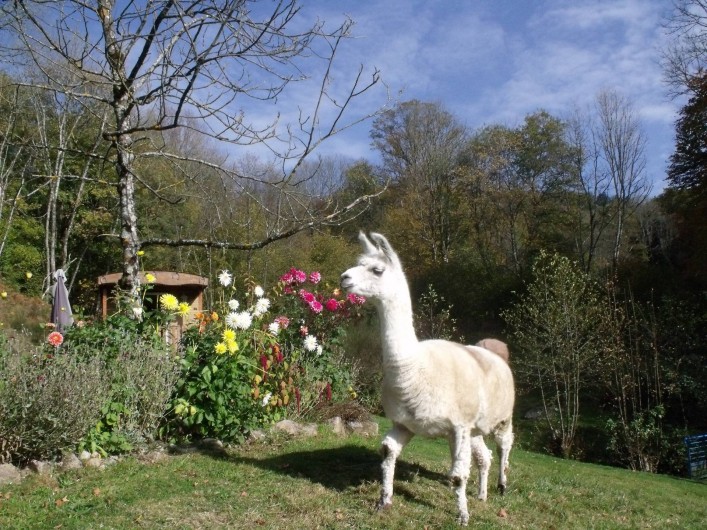 Location de vacances - Gîte à Ferdrupt - Perdo le Lama
