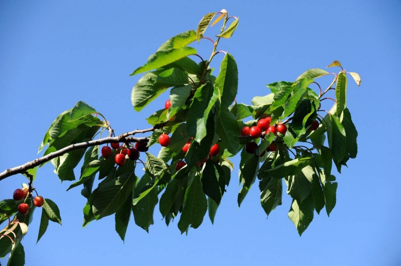 Location de vacances - Gîte à Rigarda - les cerises au mois de mai et juin