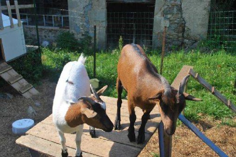 Location de vacances - Gîte à Viscomtat