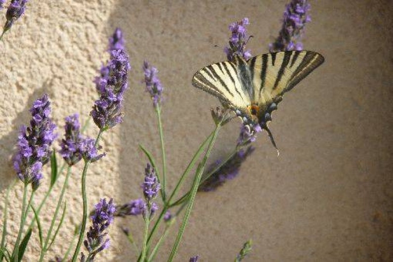 Location de vacances - Gîte à Badefols-sur-Dordogne - Un macaon passait par là