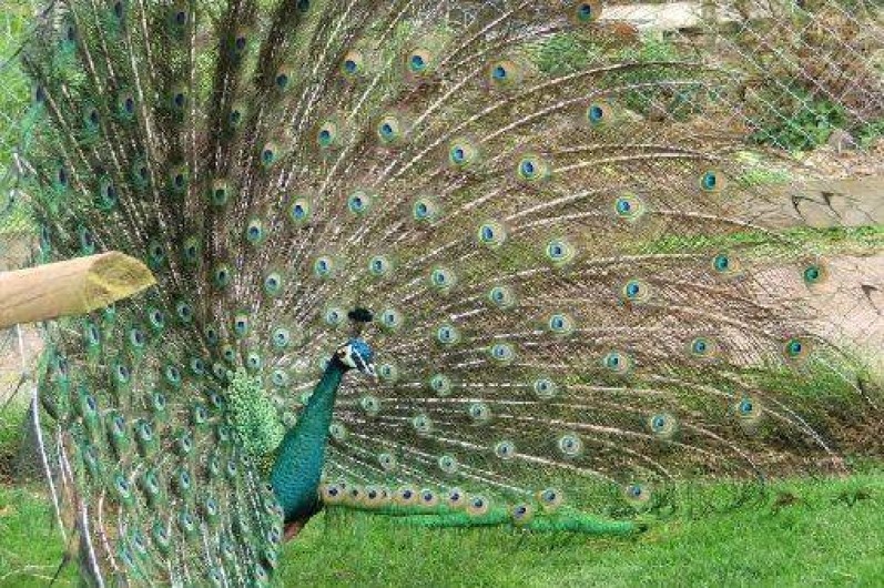 Location de vacances - Camping à Raids