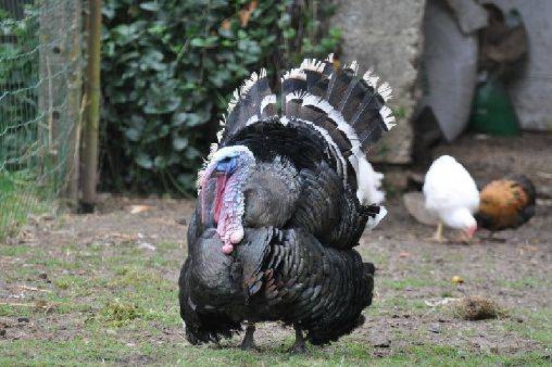 Location de vacances - Camping à Raids