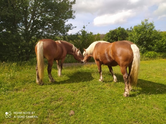 Location de vacances - Chambre d'hôtes à Amont-et-Effreney - Nos Comtois