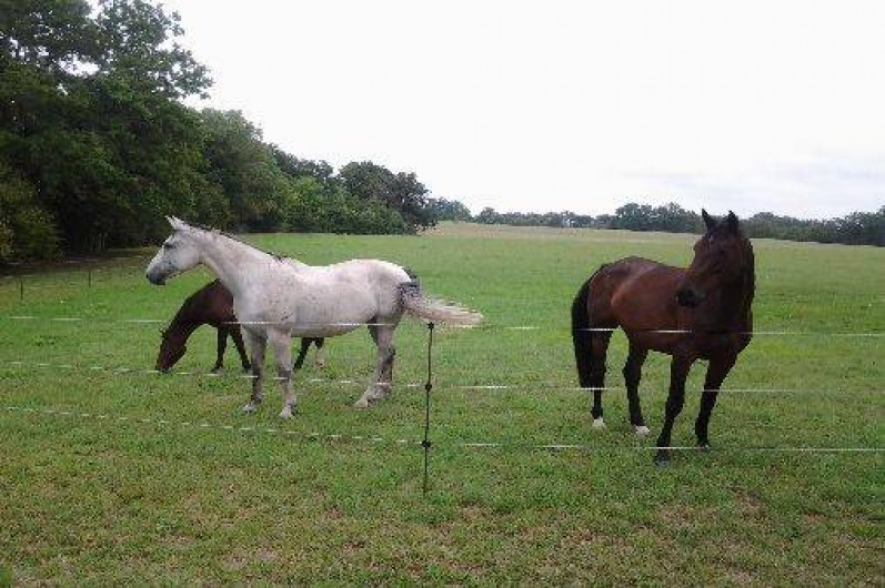 Location de vacances - Gîte à Issigeac
