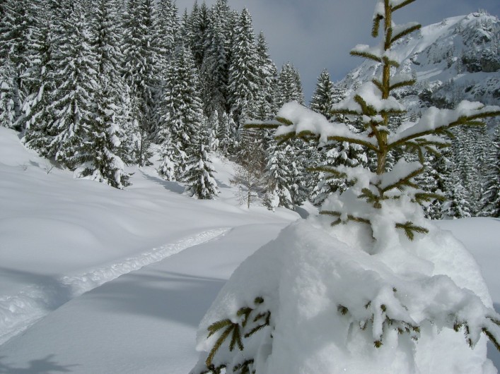 Location de vacances - Chalet à Servoz