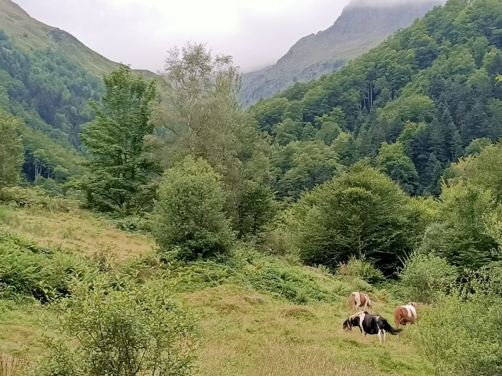Location de vacances - Studio à Aulus-les-Bains - Poneys sauvages de l'Ariège.