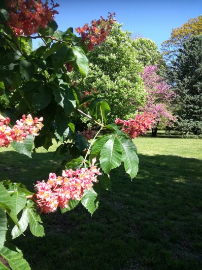 Location de vacances - Mas à Loupia - Le parc au printemps