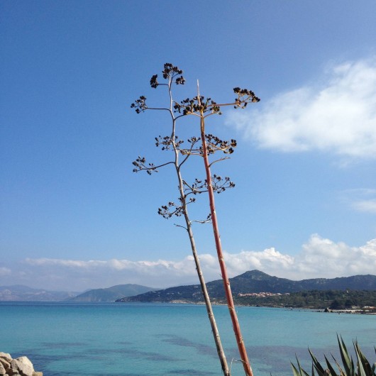 Location de vacances - Appartement à L'Île-Rousse - Environnement à 50 mètres de l'appartement