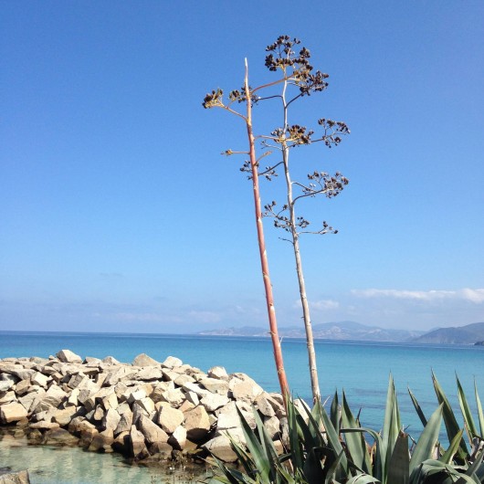 Location de vacances - Appartement à L'Île-Rousse - Environnement à 50 mètres de l'appartement