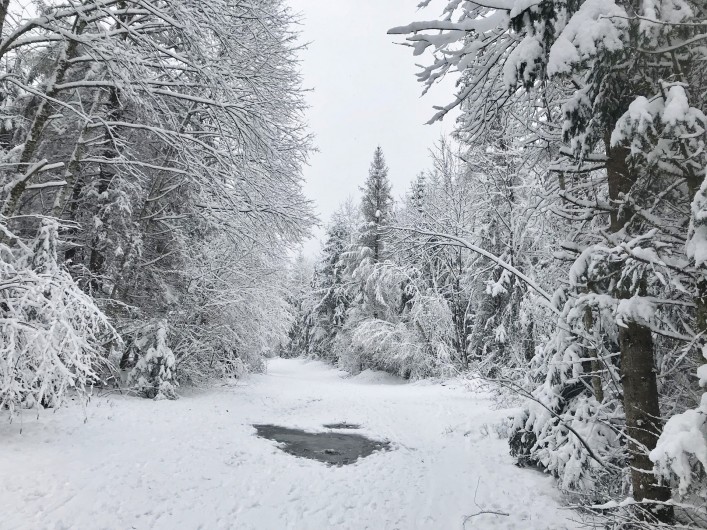 Location de vacances - Appartement à Samoëns - Forêt voisine en hiver