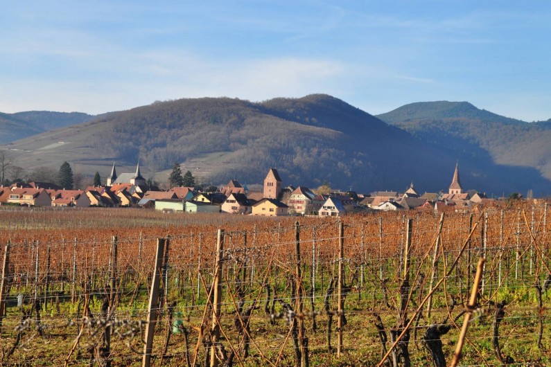 Location de vacances - Gîte à Sigolsheim