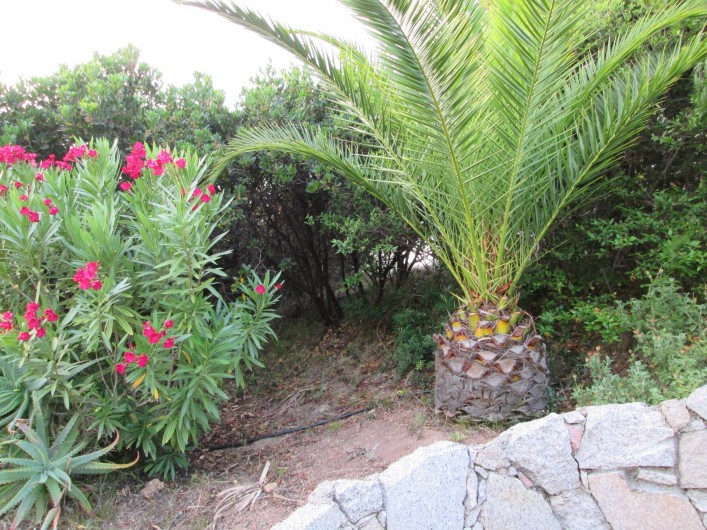 Location de vacances - Appartement à Propriano