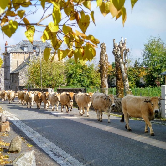 Location de vacances - Chambre d'hôtes à Aubrac - Aubrac