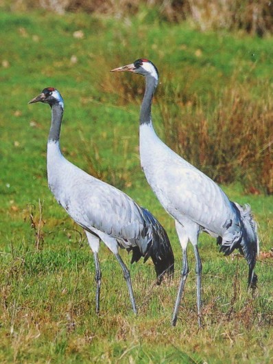Location de vacances - Gîte à Giffaumont-Champaubert