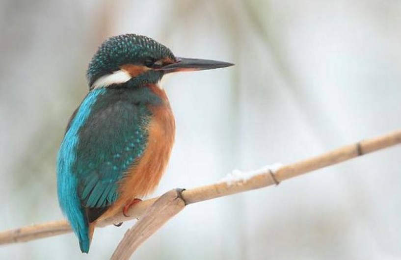 Location de vacances - Gîte à Giffaumont-Champaubert
