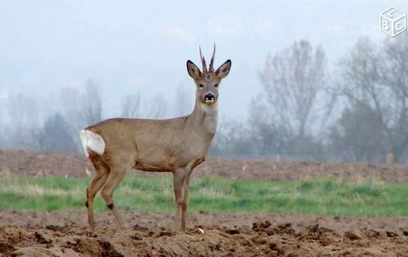 Location de vacances - Gîte à Giffaumont-Champaubert