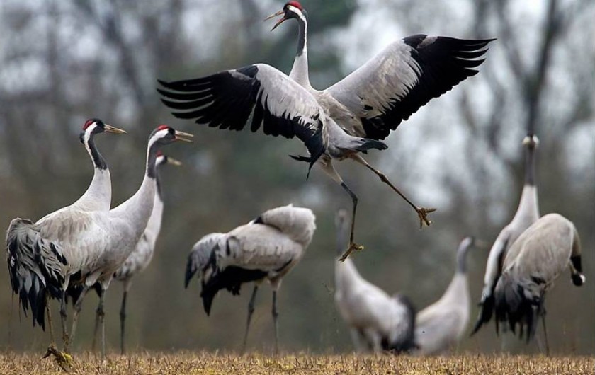 Location de vacances - Gîte à Giffaumont-Champaubert