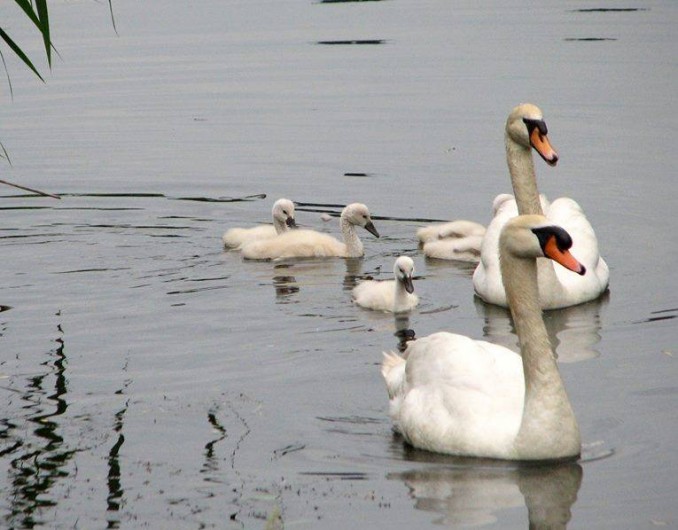 Location de vacances - Gîte à Giffaumont-Champaubert