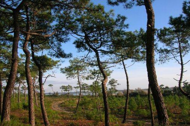 Location de vacances - Villa à Saint-Pierre-d'Oléron