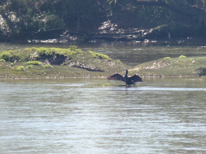 Location de vacances - Gîte à Vignonet - Dordogne à 300m