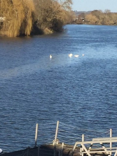 Location de vacances - Gîte à Vignonet - Dordogne