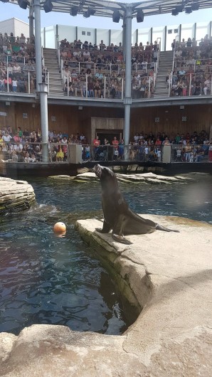 Location de vacances - Appartement à Wimereux - nausica a boulogne