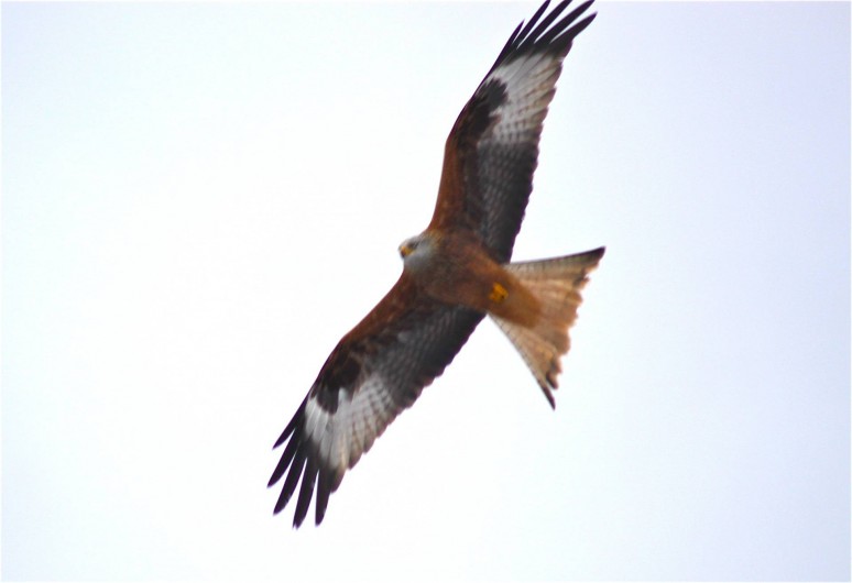 Location de vacances - Gîte à Fort-du-Plasne
