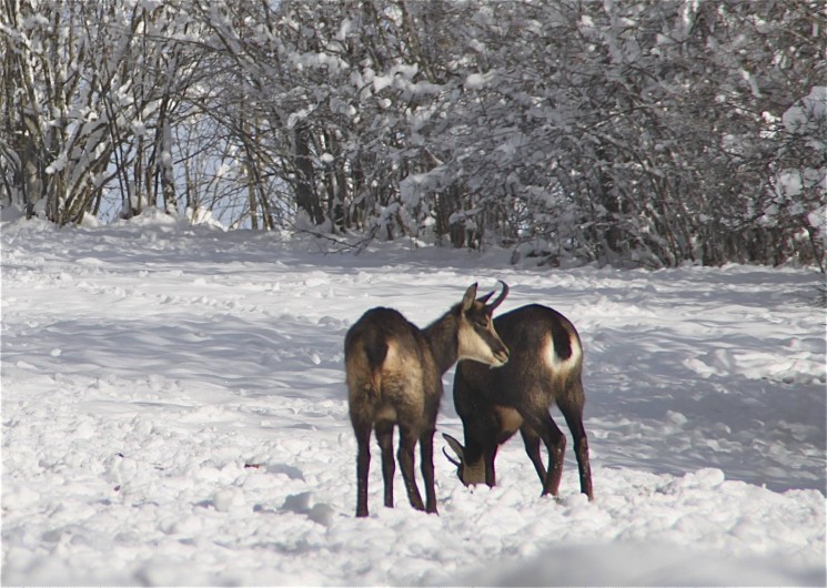 Location de vacances - Gîte à Fort-du-Plasne