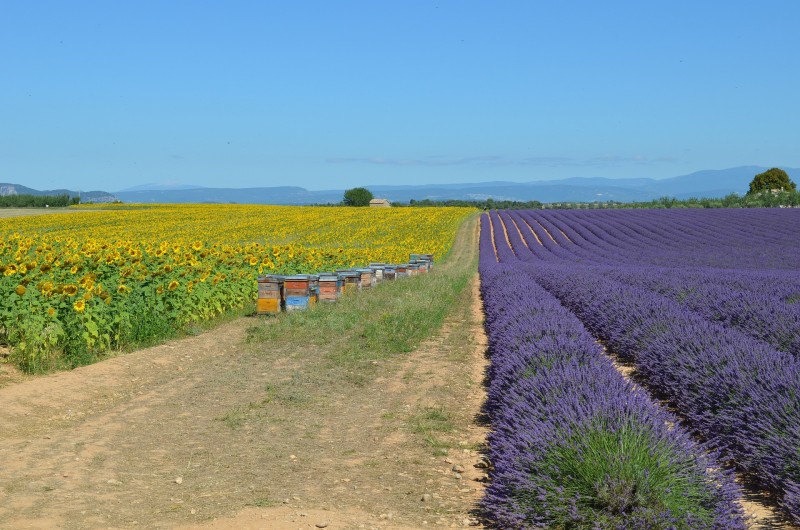 Location de vacances - Gîte à Manosque - lavande de Valensole