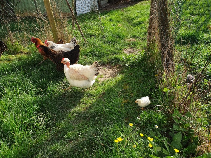 Location de vacances - Gîte à Lafrançaise - Nos poules, elles adorent tous les déchets alimentaires. Merci
