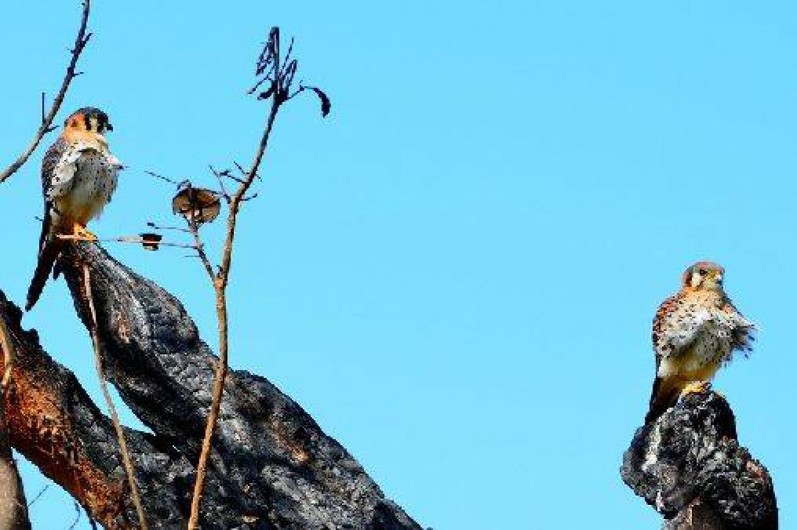 Location de vacances - Bungalow - Mobilhome à Bouillante