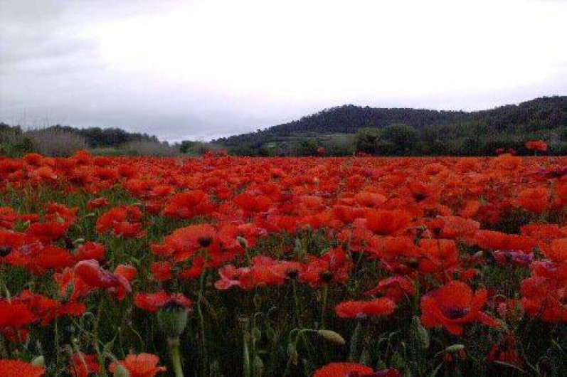 Location de vacances - Chambre d'hôtes à Saint-Martin-de-la-Brasque