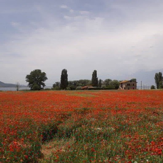 Location de vacances - Appartement à Castel Rigone - Sur le lac Trasimène