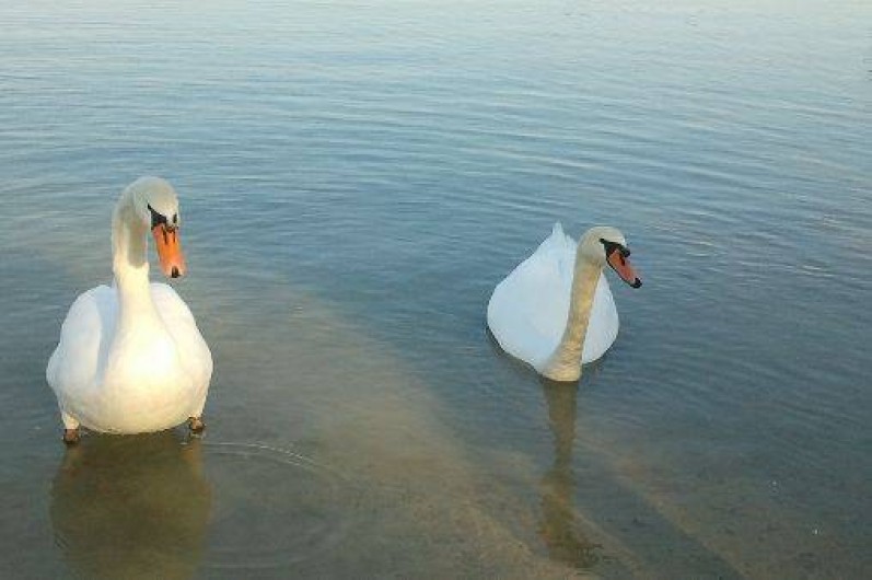Location de vacances - Gîte à La Motte-d'Aigues